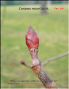 Chestnuts in February