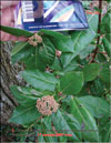 Inflorescences in January