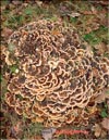 Maitake Grifola frondosa in January