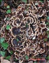 Maitake Grifola frondosa in January