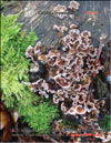 Maitake Grifola frondosa in January