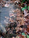 Maitake Grifola frondosa in January