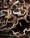 Maitake Grifola frondosa in January