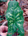 Evergreen plants in January