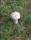 Шампиньоны Agaricus campestris Fr.