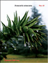 The monkey puzzle tree clothed in icicle