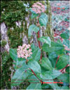 Frozen inflorescence