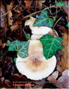 An oyster mushroom