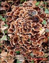 Maitake's mycelium in January