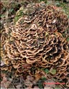 Maitake's mycelium in January