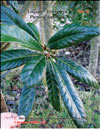 The Japanese plum liberated from the icy shell