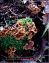 False Chanterelle – Clitocybe aurantiaca