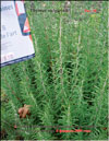 Thyme – Thymus vulgaris L. blooms in February