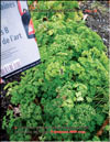 Parsley grows in February