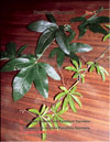 Passiflora Sayonara's leaves