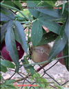 Passiflora Sayonara's fruits