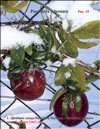 Passiflora Sayonara's fruits