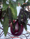 Passiflora Sayonara's fruits