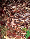 Maitake – Grifola frondosa