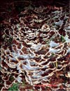 Maitake – Grifola frondosa