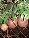 Passiflora Sayonara's fruits