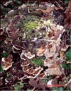 Maitake – Grifola frondosa