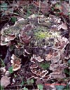 Maitake – Grifola frondosa