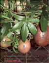 Passiflora Sayonara's fruits