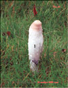 Coprinus comatus