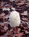 Coprinus comatus