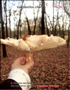 Chanterelles – Cantharellus cibarius