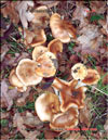 Лисички – Cantharellus cibarius