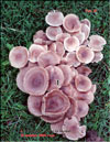 The oyster mushroom  – Preurotus ostreatus