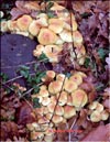 Winter Armillaria – Flammulina velutipes