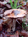 The red orange-cap boletus  – Leccinum scabrum