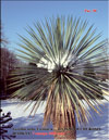 Palms and snow