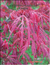 Japanese maple «Fire glow» 
– Acer Palmatum Japonicum «Fire glow»