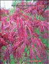 Японский пальчиковый 
клён «Огненное сияние» – Acer Palmatum Japonicum «Fire glow»