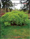 Japanese maple «Green lace» 
– Acer Palmatum Japonicum «Green lace»