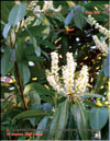 Lusitanian cherry-laurel – 
Prunus laurocerasus L.