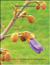 Paulownia tomentosa Imperialis