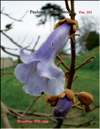 Paulownia tomentosa 
Imperialis