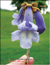 Paulownia tomentosa Imperialis