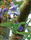 Paulownia tomentosa Imperialis.