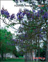 Paulownia tomentosa Imperialis