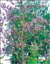 Paulownia tomentosa 
Imperialis