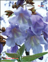 Paulownia tomentosa Imperialis