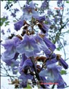 Павлония Имперская 
– Paulownia tomentosa Imperialis