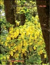 Laburnum «Vossi» – 
Laburnum x watereri «Vossi»