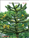 Обезьянье деревo – Araucaria araucana